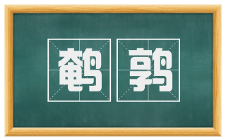 鹌鹑