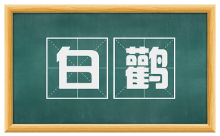 白鹳