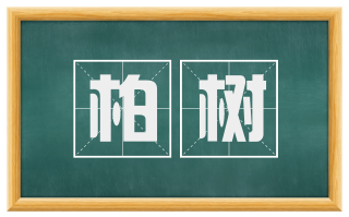柏树