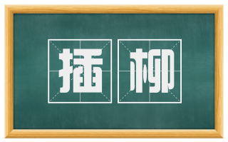 插柳