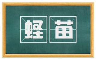 蛏苗