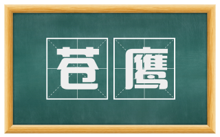 苍鹰