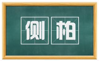 侧柏