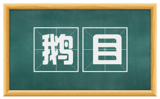 鹅目