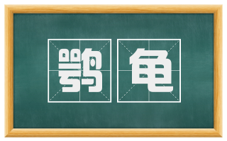 鹗龟