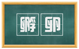 孵卵