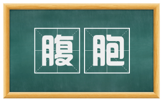 腹胞