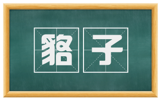 貉子