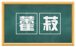 藿菽
