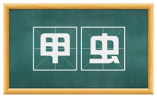 甲虫