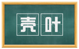 壳叶