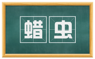 蜡虫