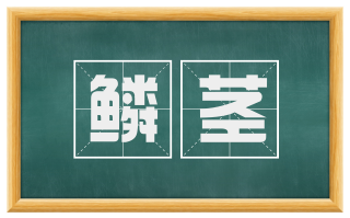 鳞茎