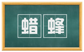 蜡蜂