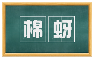 棉蚜