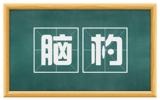 脑杓