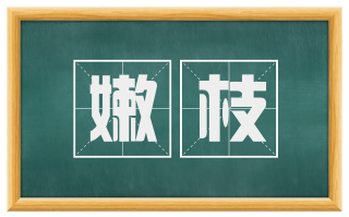 嫩枝