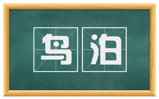 鸟泊