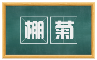 棚菊