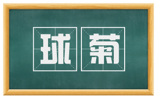 球菊