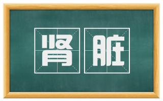 肾脏