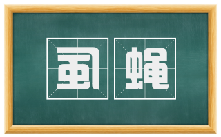 虱蝇