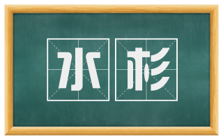 水杉