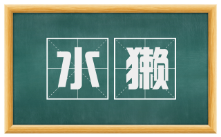 水獭