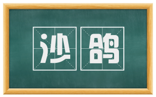 沙鸽
