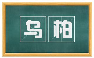 乌柏