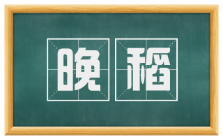 晚稻