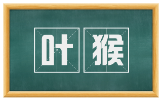 叶猴