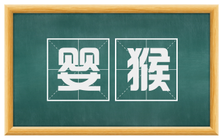 婴猴
