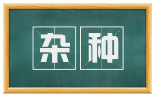 杂种