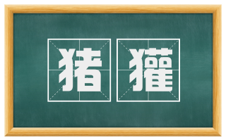 猪獾