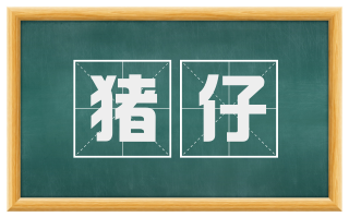 猪仔