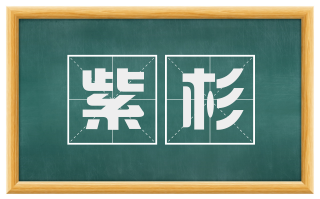 紫杉
